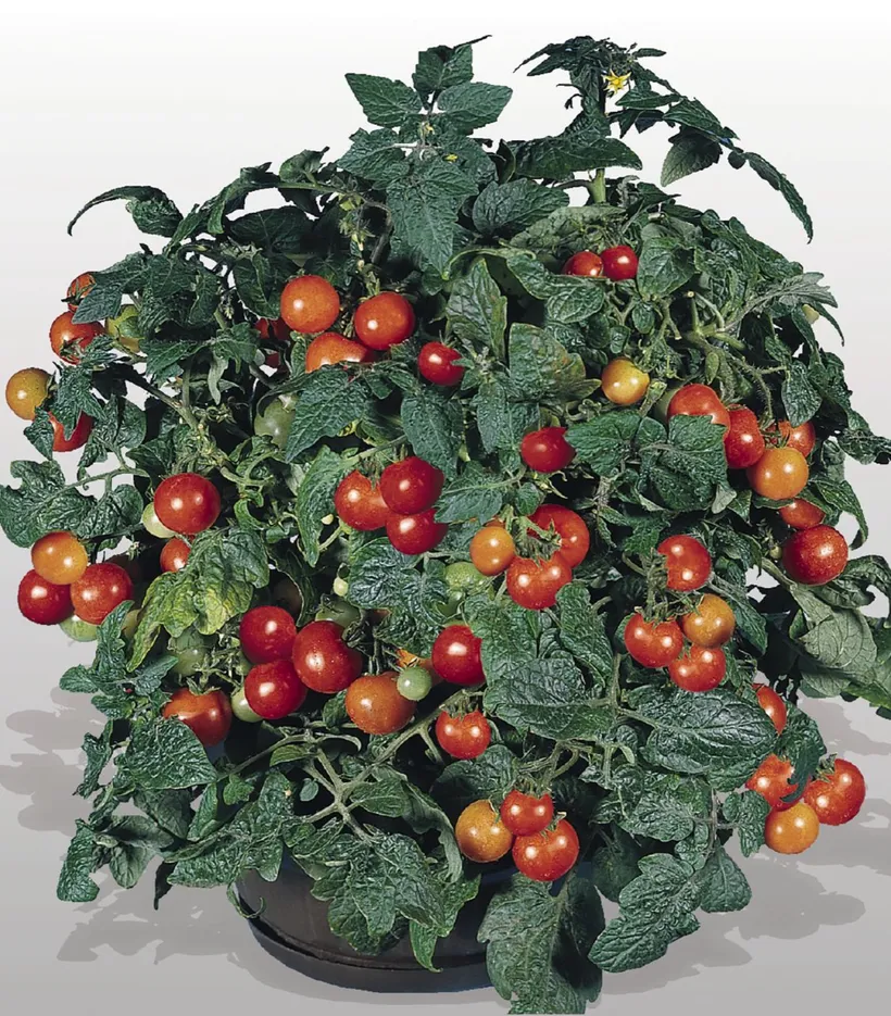 Tomate Cherry — imagen 2