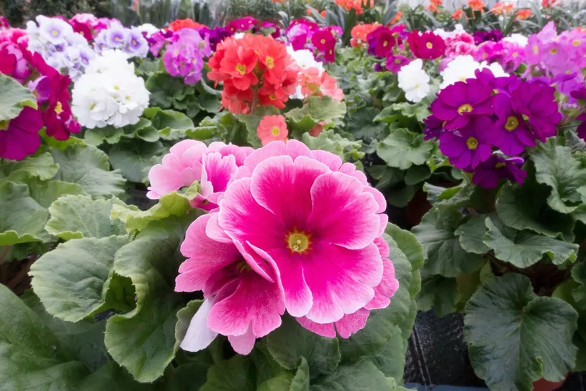 Primula Obconica F1 — imagen 2