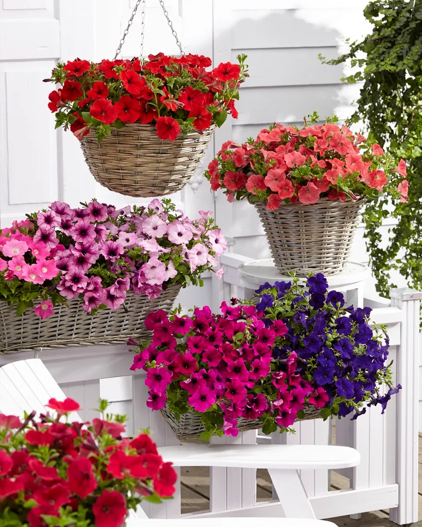 Petunia F1 Grandiflora Rastrera Colgante — imagen 2
