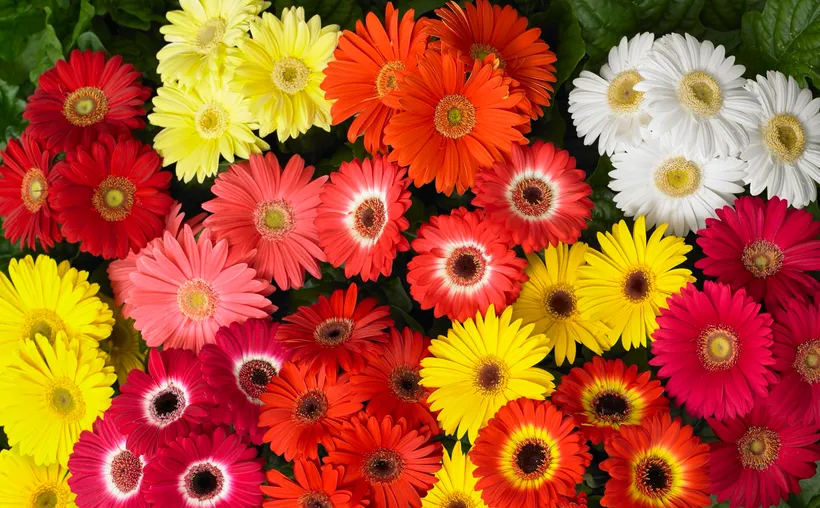 Gerbera F1 — imagen 2