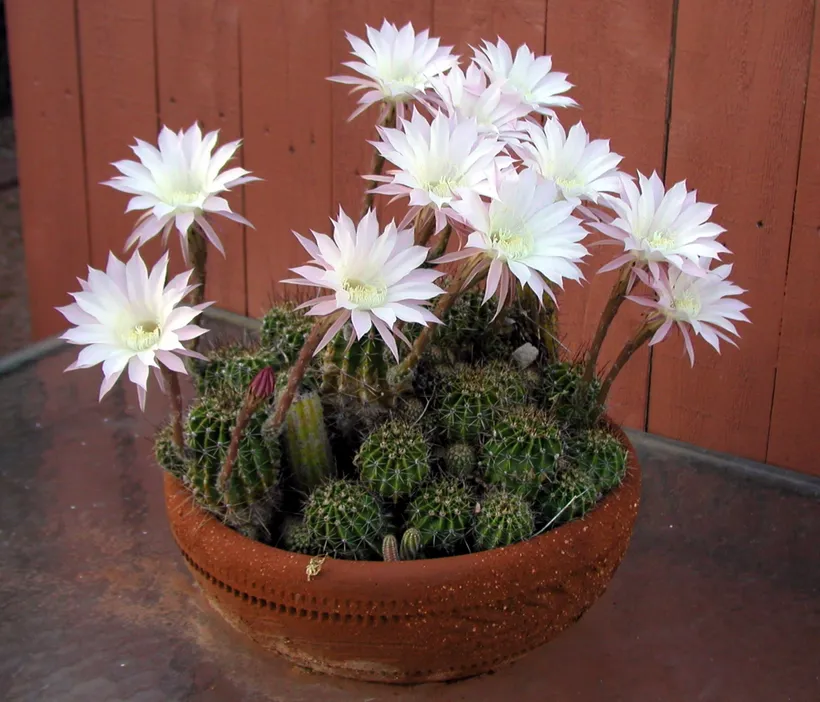 Cactus Echinopsis Oxygona — imagen 2