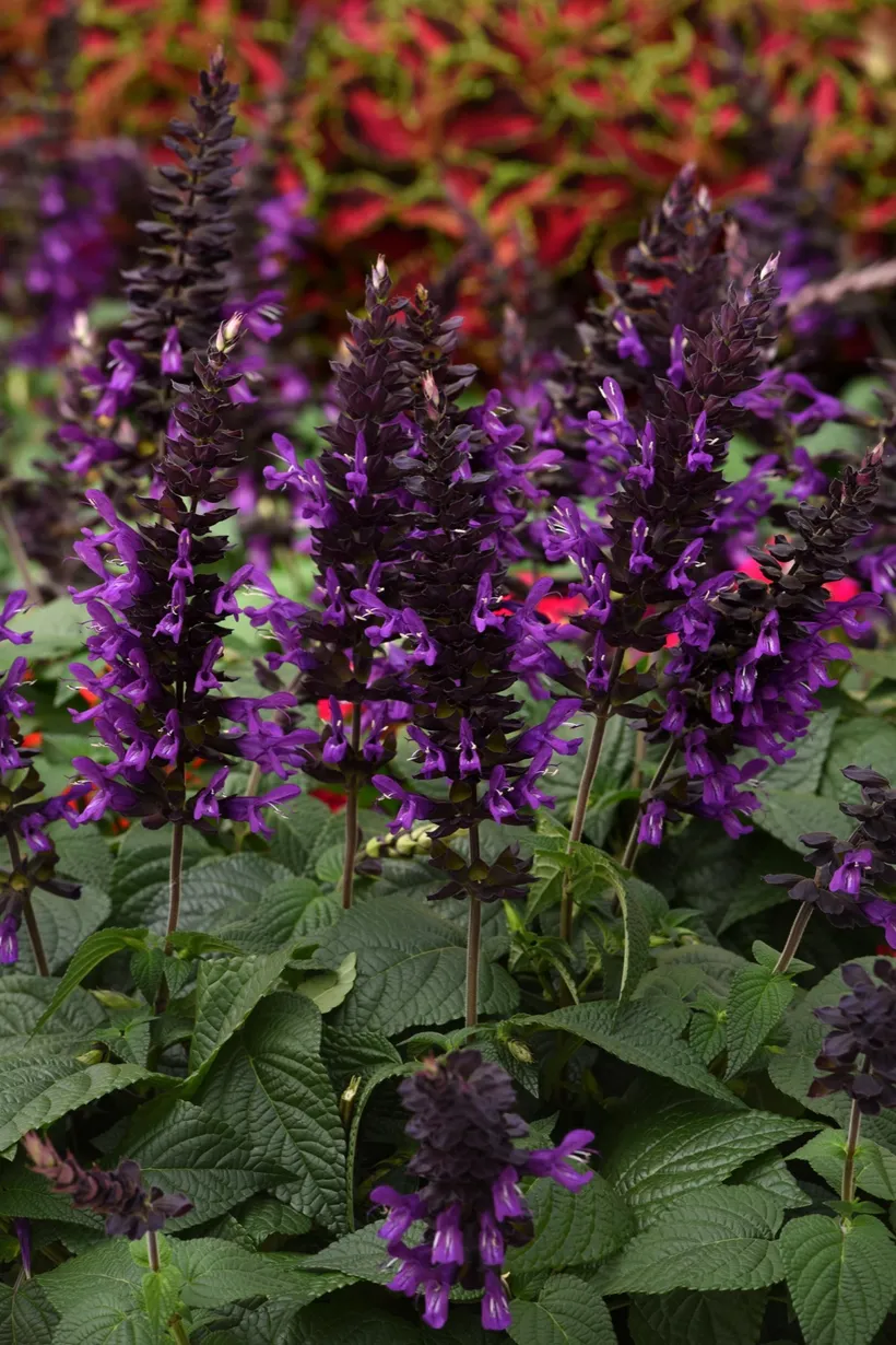 Gajo Salvia Guaranitica — imagen 2