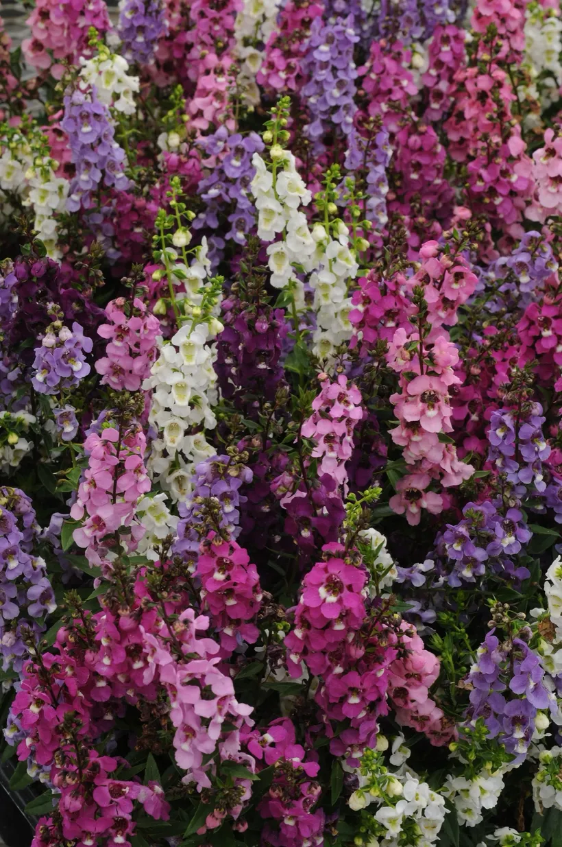 Angelonia F1 — imagen 2
