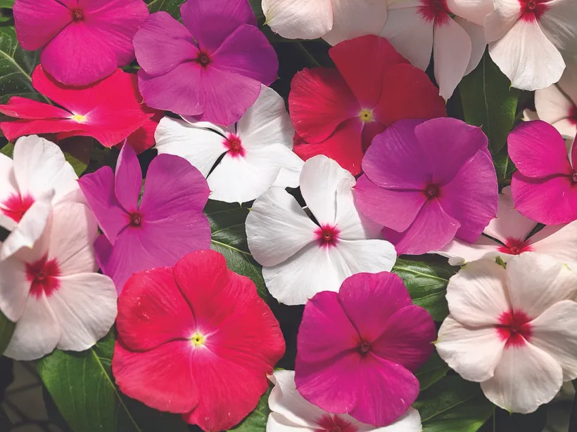 Vinca F1 Rastrera Colgante — imagen 2
