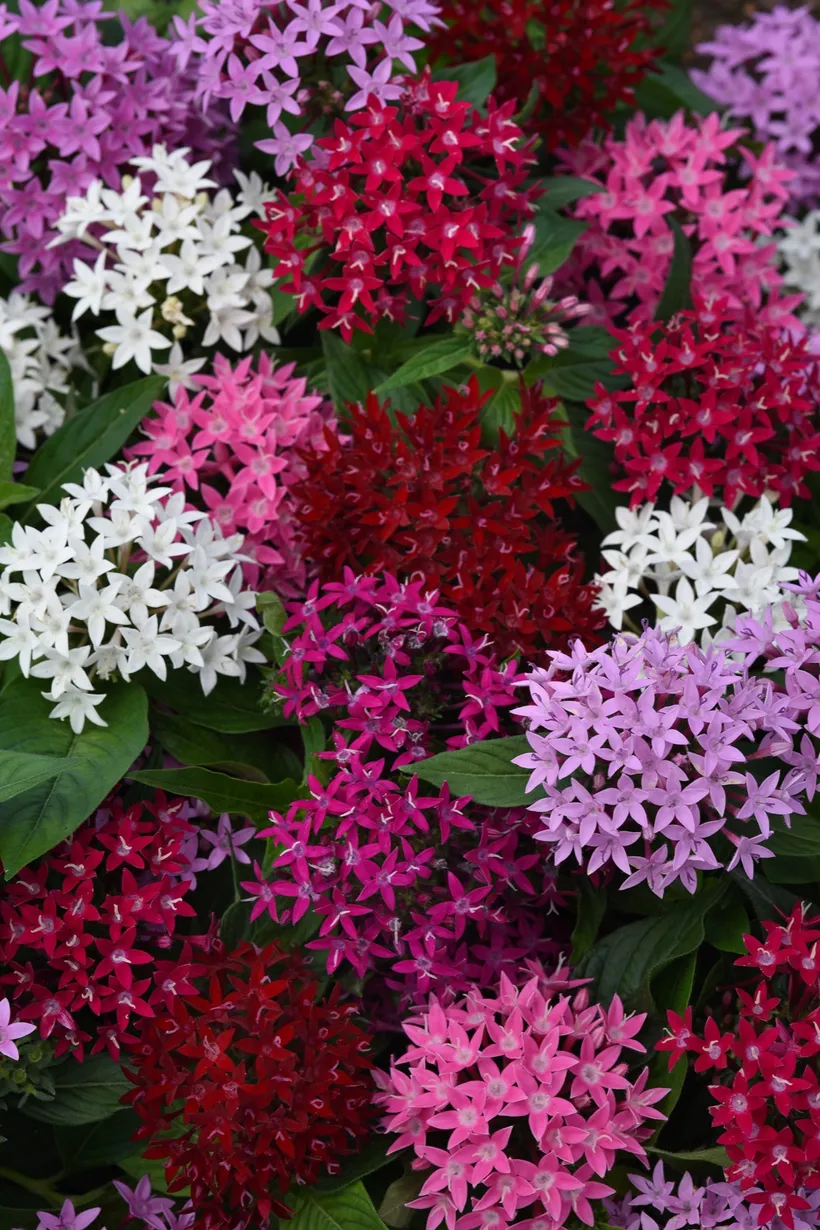 Pentas F1 — imagen 2