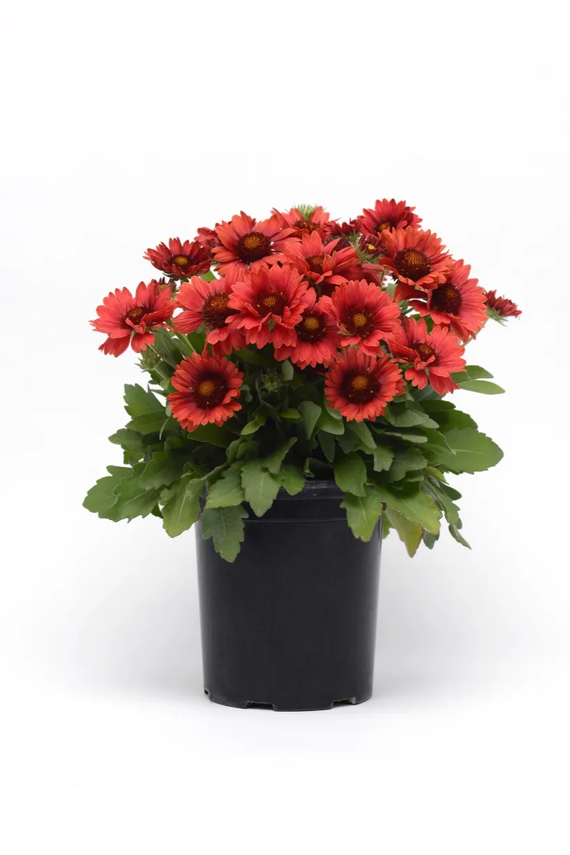 Gaillardia — imagen 2