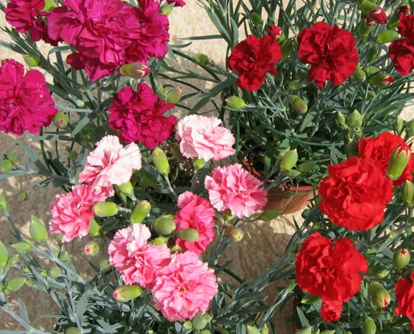 Clavel F1 — imagen 2