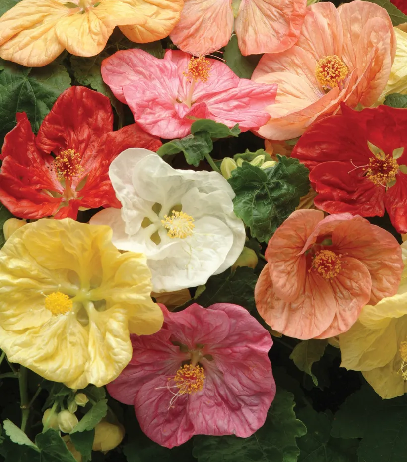 Abutilon F1 — imagen 2