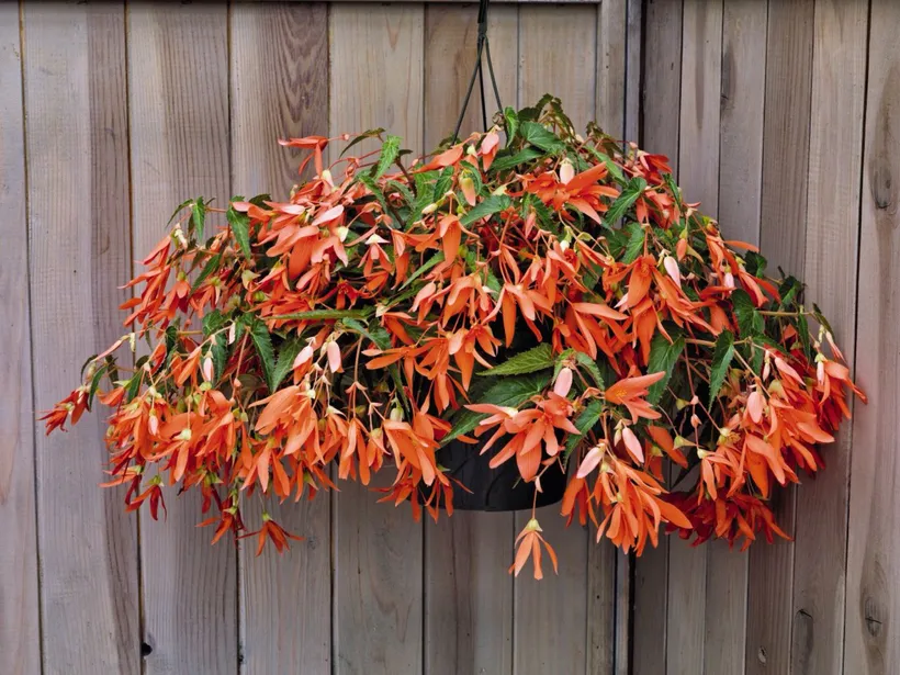 Begonia F1 Boliviensis (Colgante) — imagen 2