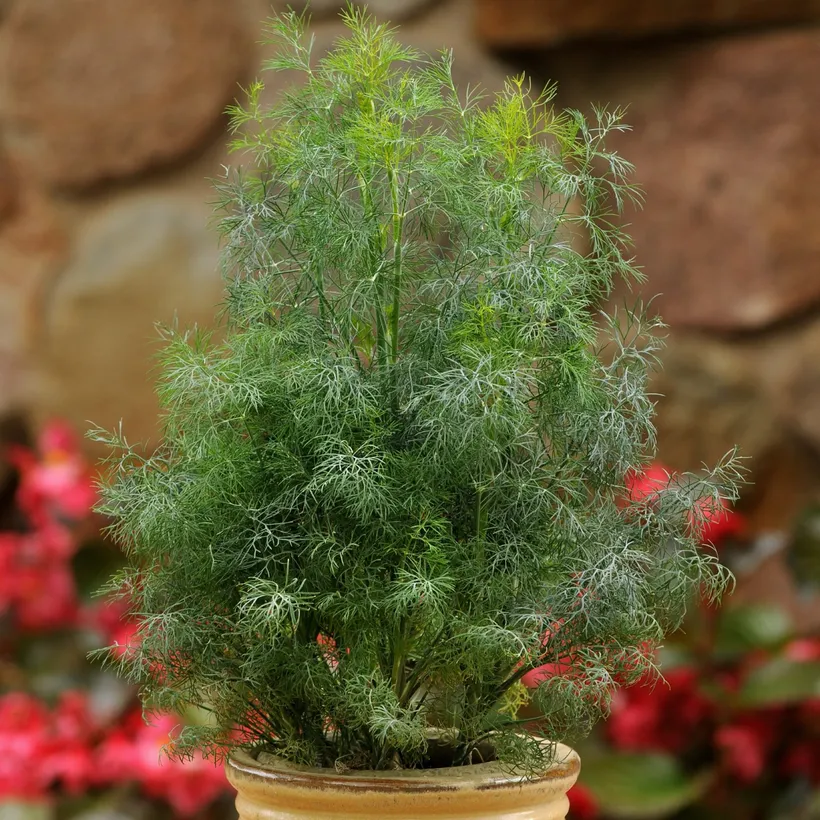 Dill Eneldo — imagen 2