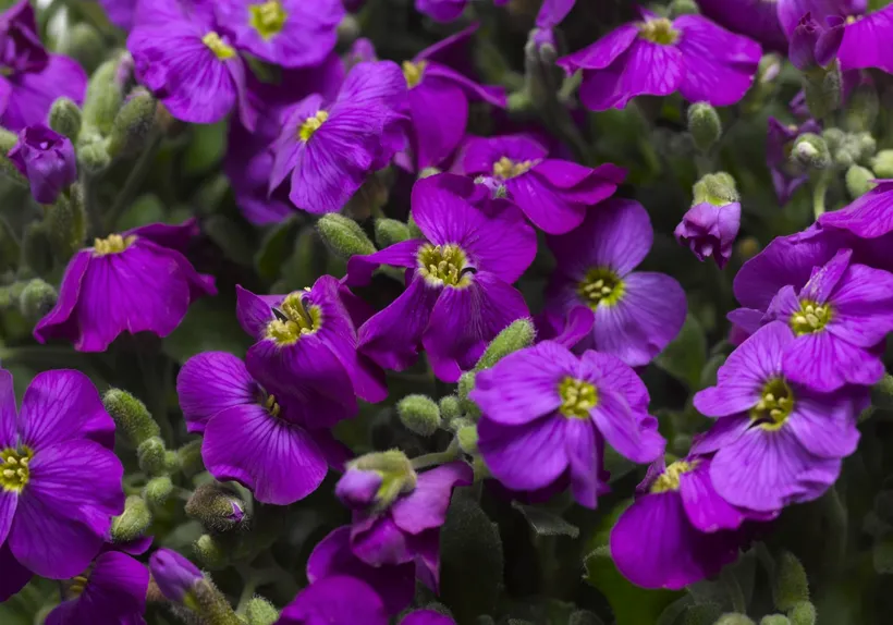 Aubrieta F1 — imagen 2