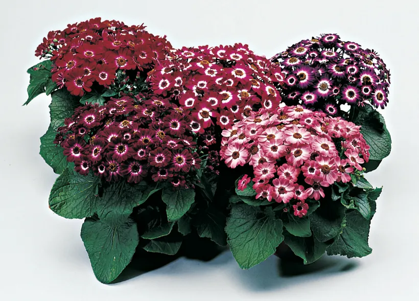 Cineraria F1 — imagen 2
