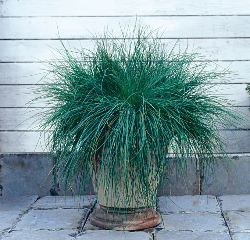 Festuca — imagen 2