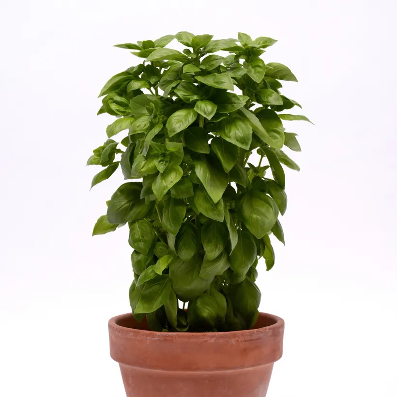 Albahaca — imagen 2