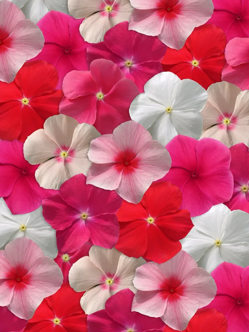 Vinca Rastrera Colgante — imagen 2
