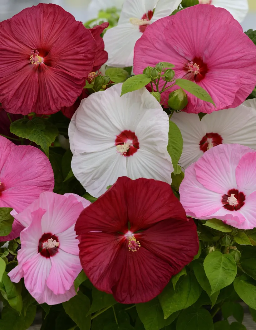 Hibiscus F1 — imagen 2