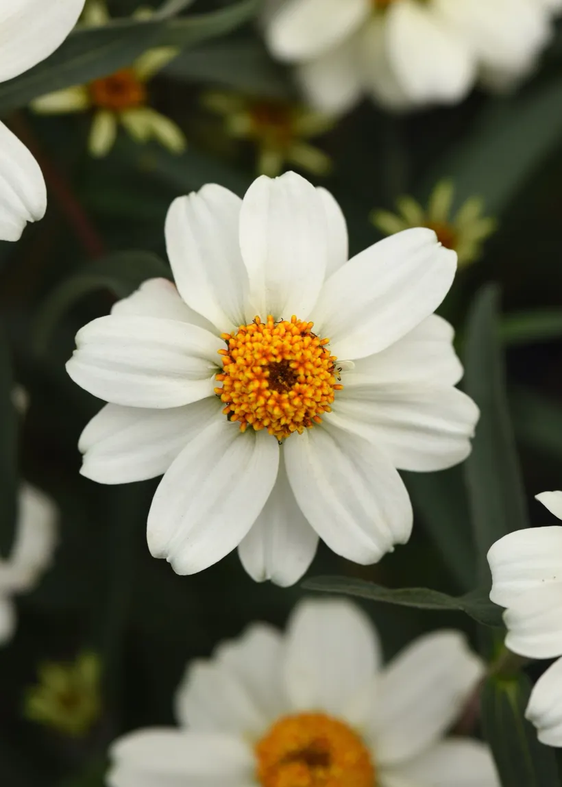 Zinnia Angustifolia — imagen 2
