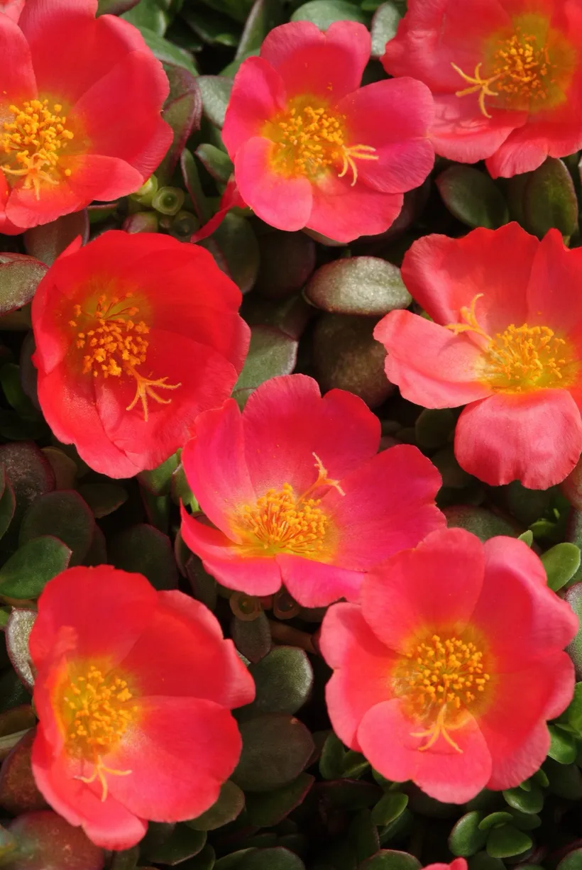 Portulaca Oleracea (Poppy) — imagen 2