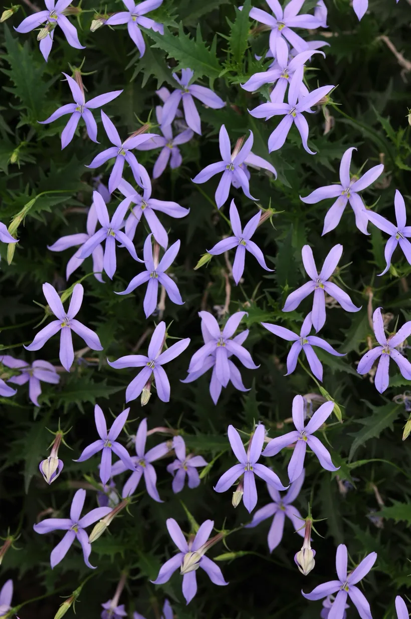 Laurentia (Isotoma) — imagen 2