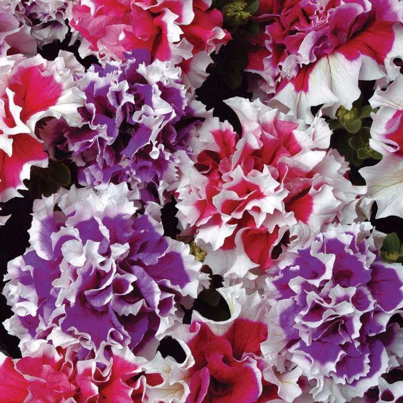 Petunia F1 Doble — imagen 2