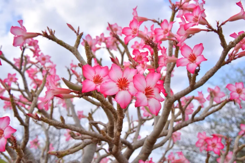 Adenium Obesum — imagen 2