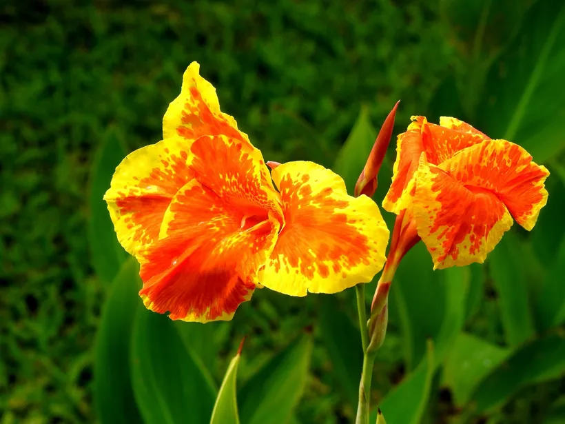 Canna Indica — imagen 2