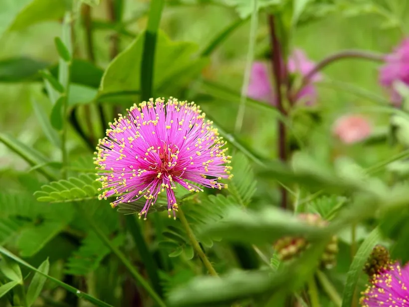 Mimosa Sensitiva Púdica — imagen 2