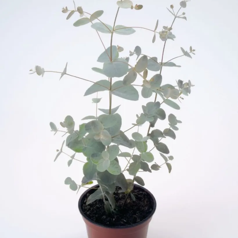 Eucalyptus — imagen 2