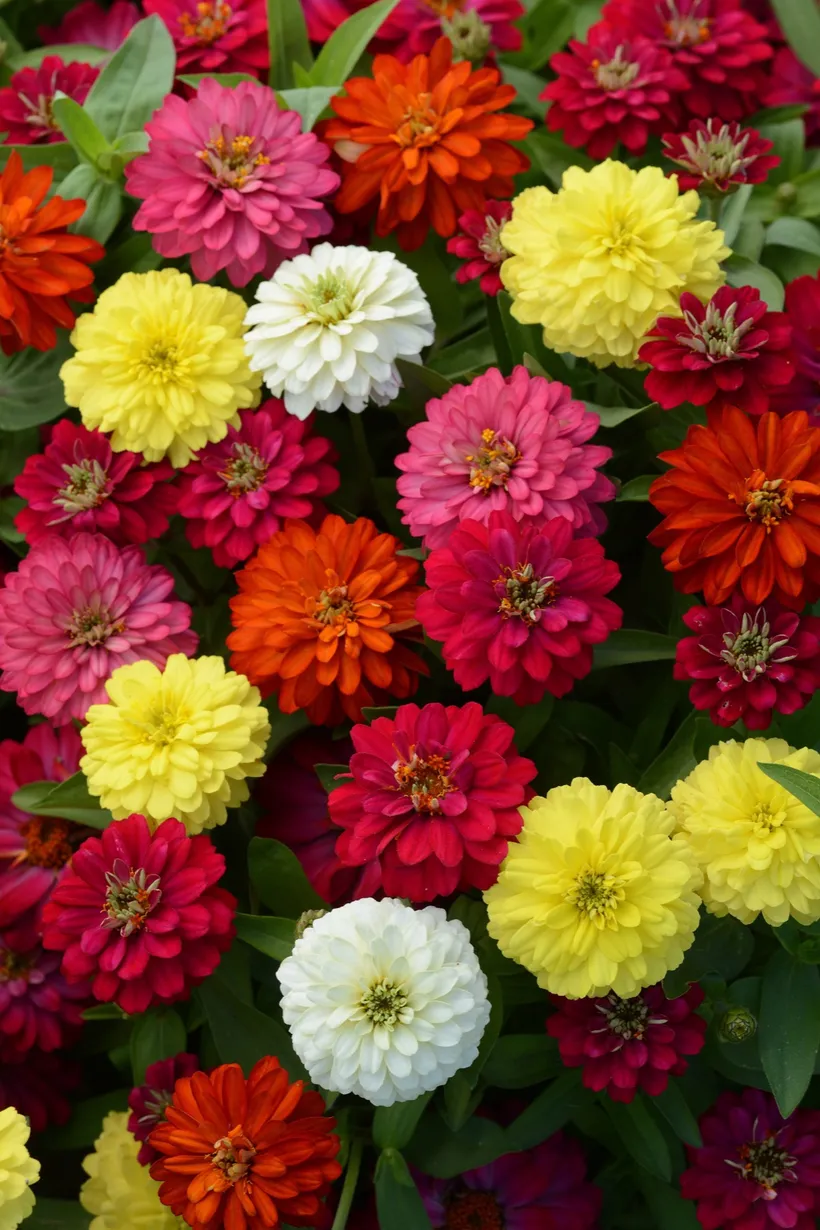 Zinnia Doble — imagen 2