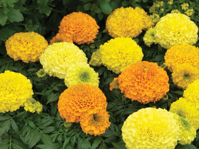 Tagetes F1 — imagen 2