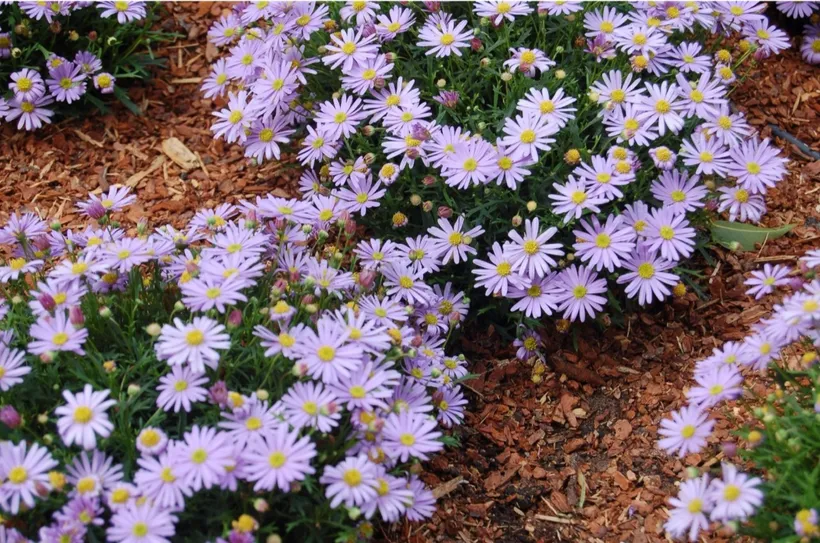 Brachyscome — imagen 2
