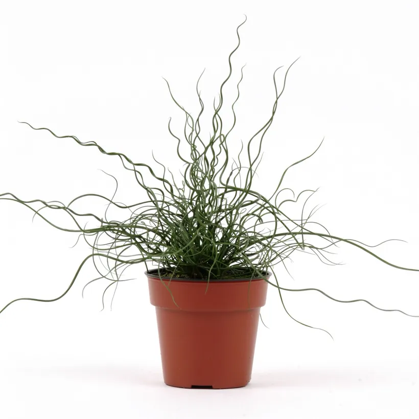 Juncus — imagen 2