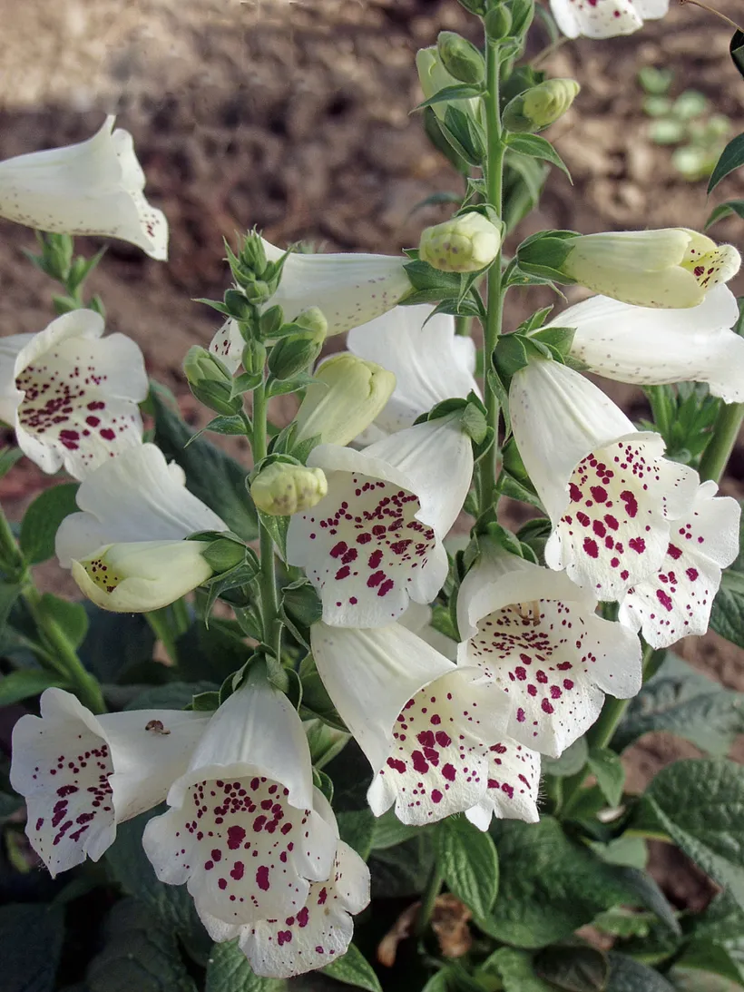 Digitalis F1 — imagen 2
