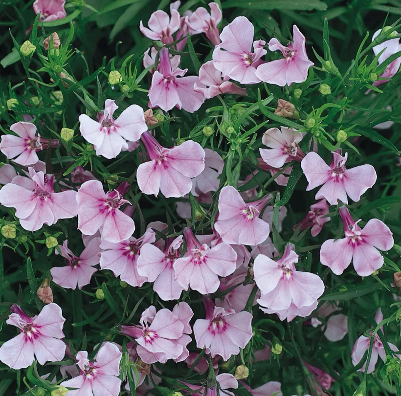 Lobelia MP — imagen 2