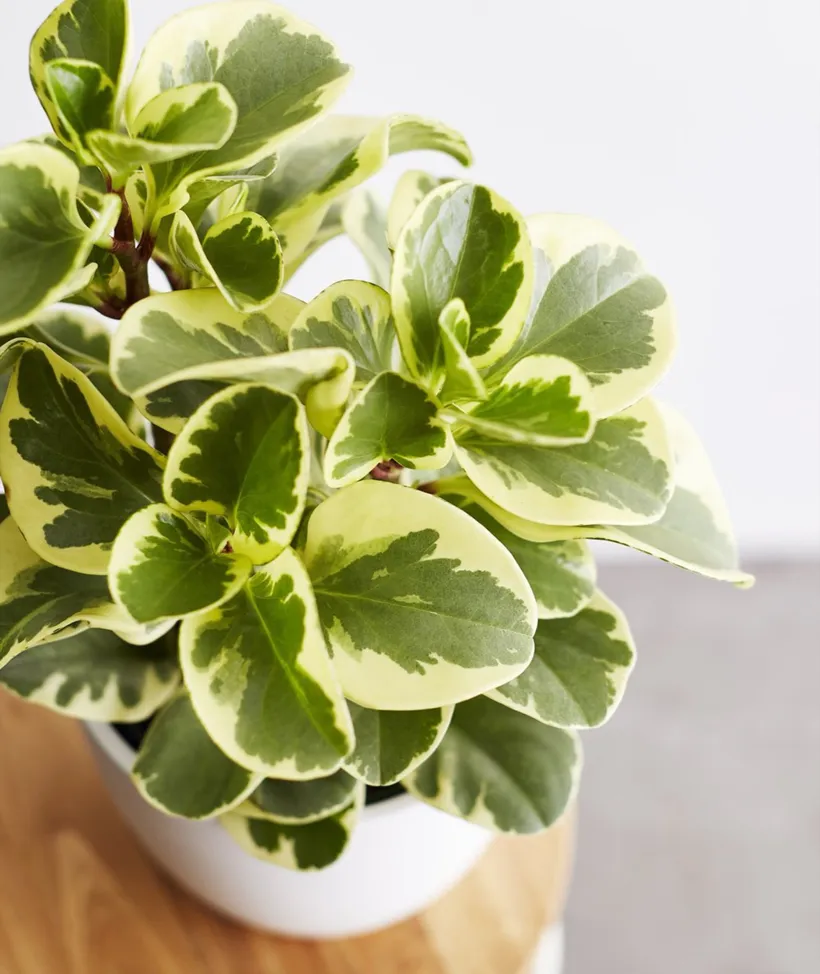 Peperomia Green Gold — imagen 2