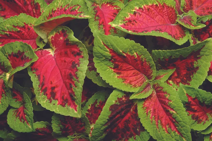 Coleus Adachi — imagen 2