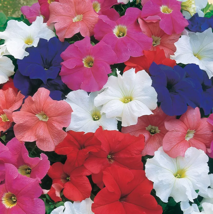 Petunia F1 Grandiflora — imagen 2