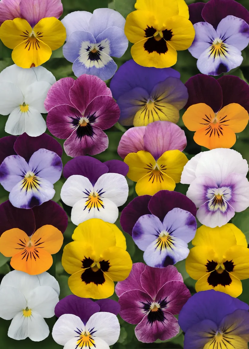 Viola F1 Cornuta — imagen 2