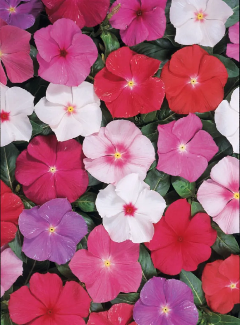 Vinca — imagen 2