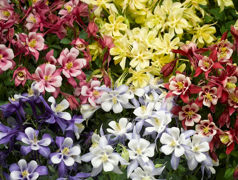 Aquilegia F1 — imagen 2