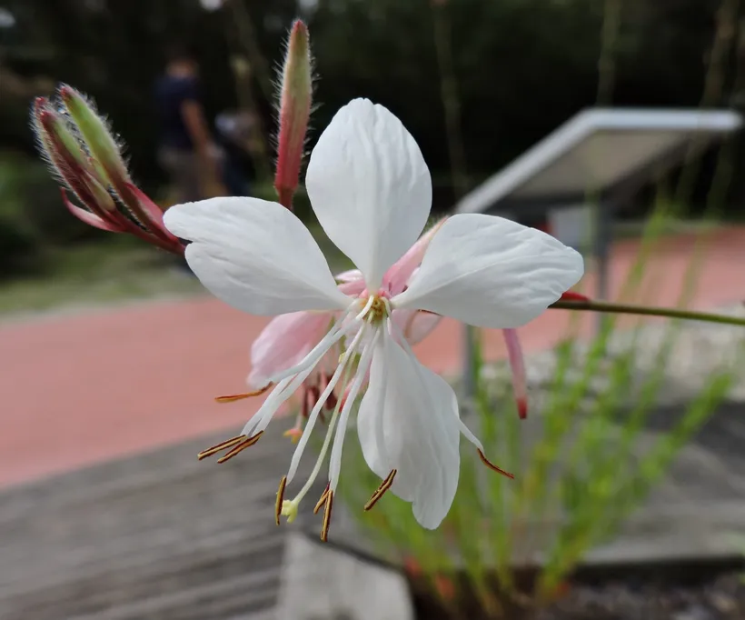 Gajo Gaura — imagen 2