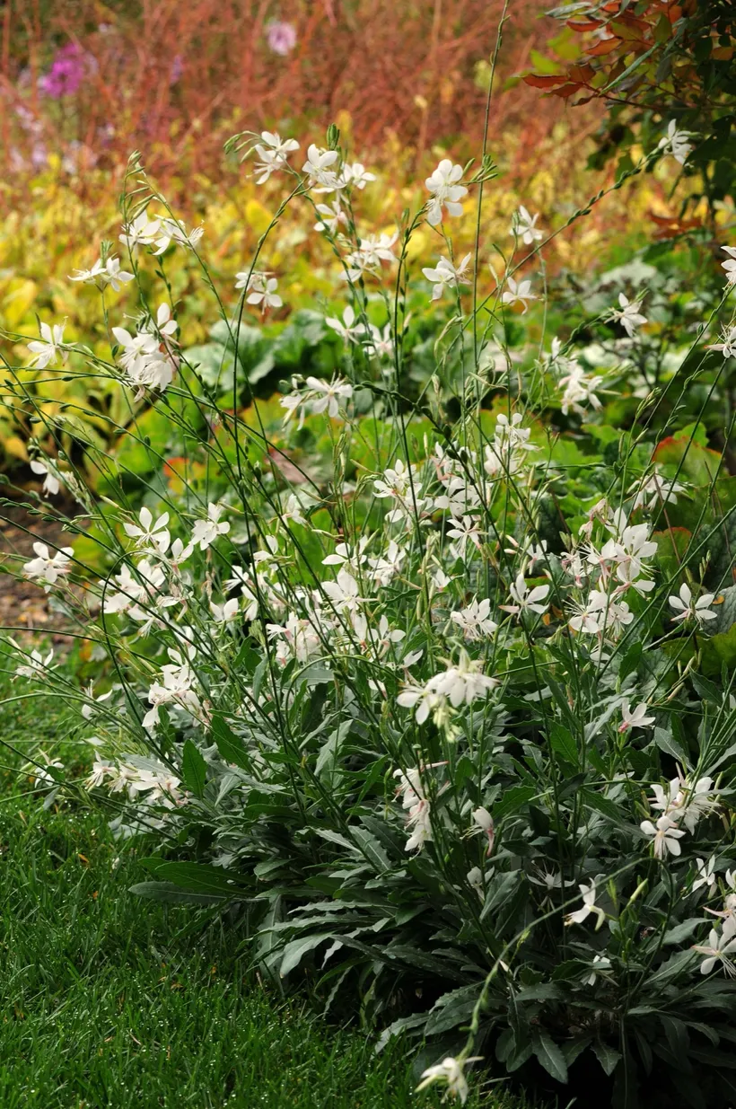 Gaura — imagen 2