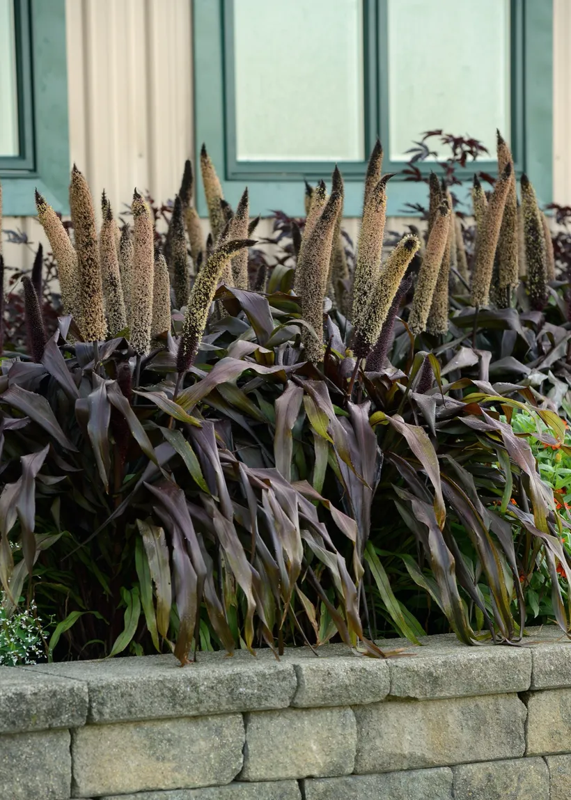 Pennisetum Glaucum — imagen 2