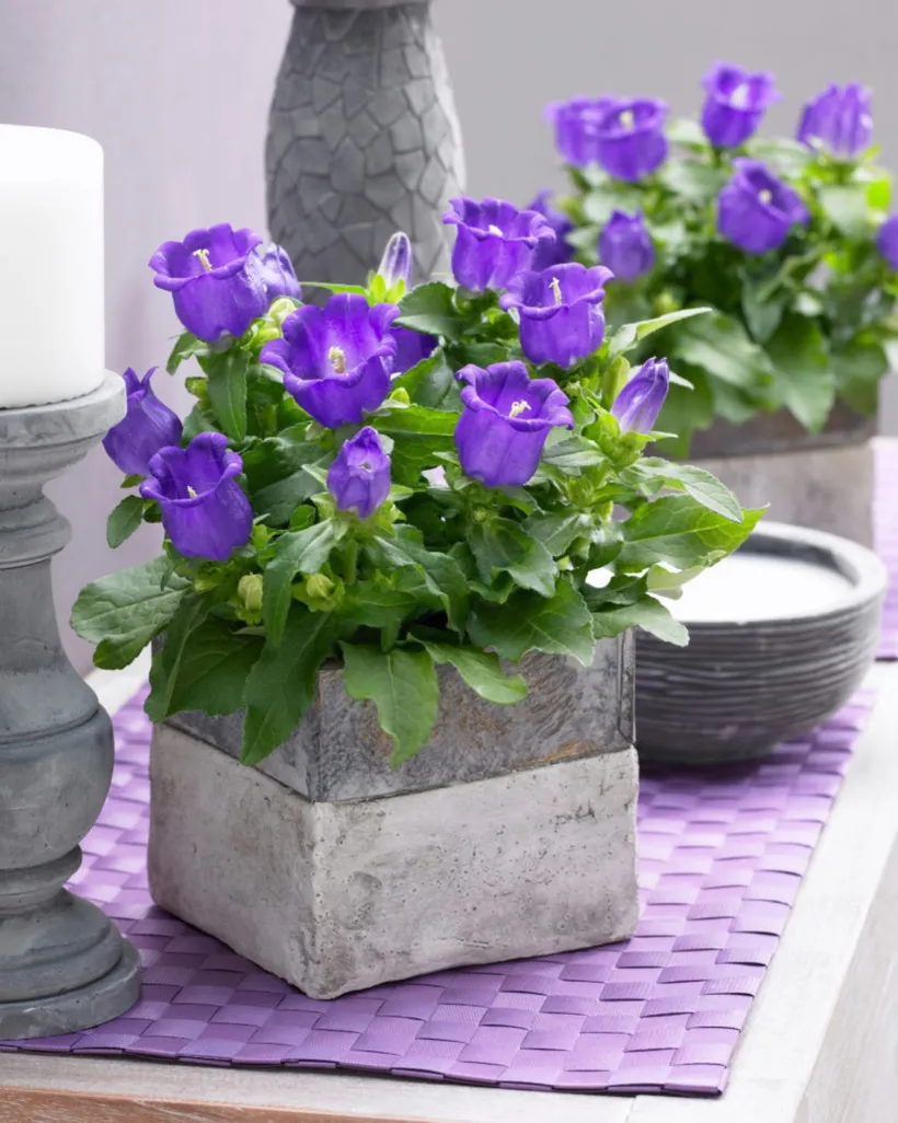 Campanula F1 — imagen 2