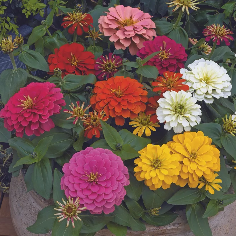 Zinnia — imagen 2