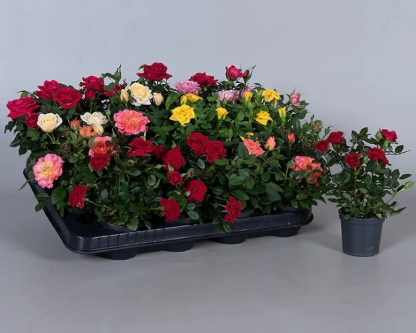 Gajo Mini Rosa — imagen 2