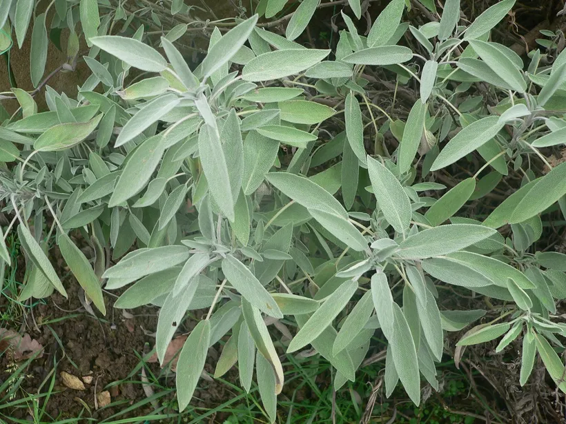 Salvia Officinalis MP — imagen 2