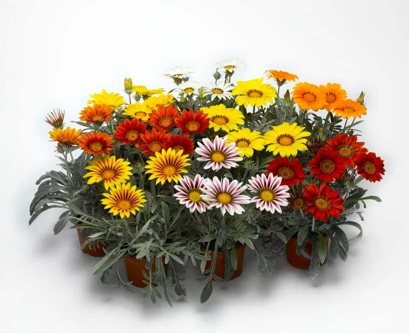 Gazania — imagen 2
