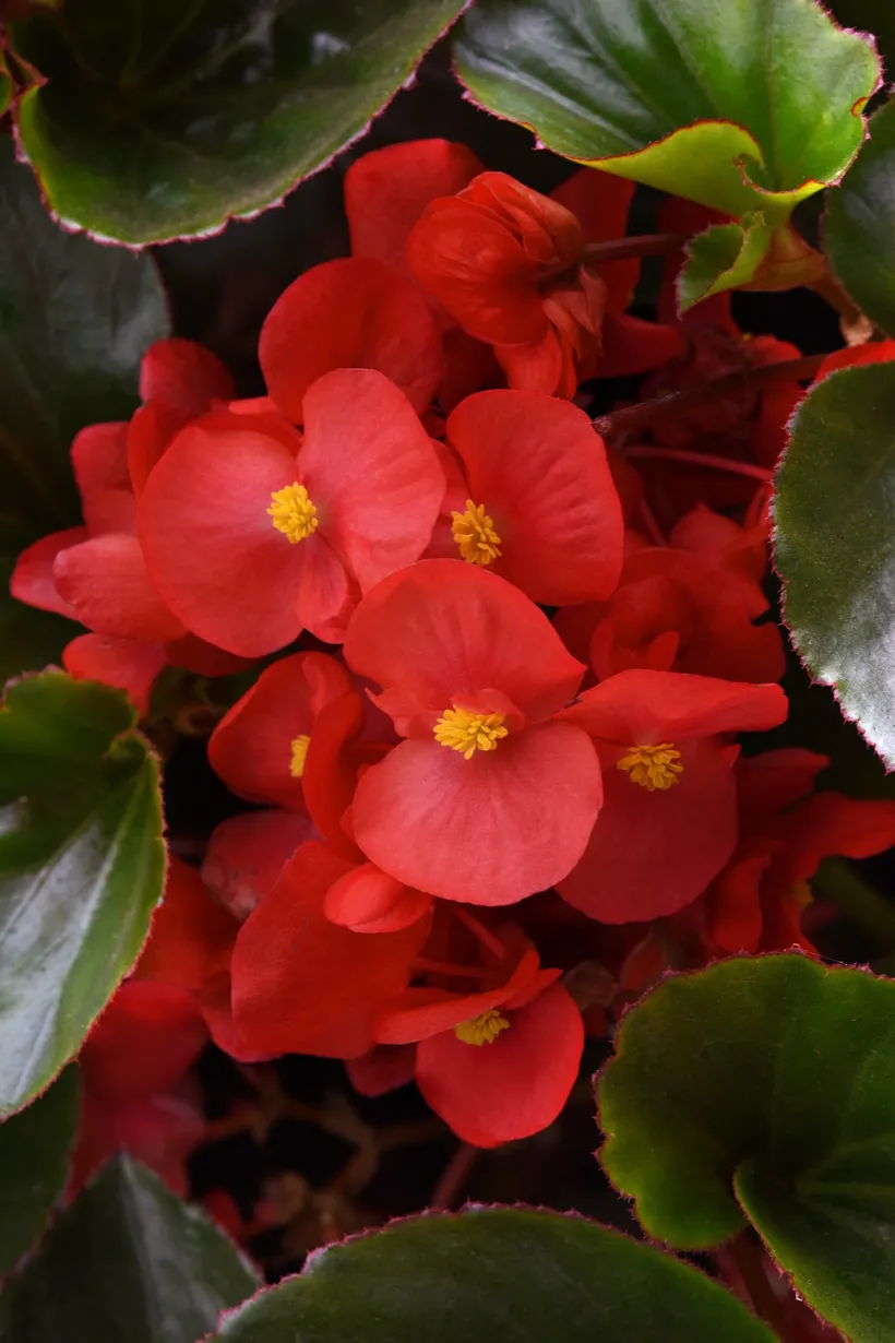Begonia F1 Panamericana — imagen 2