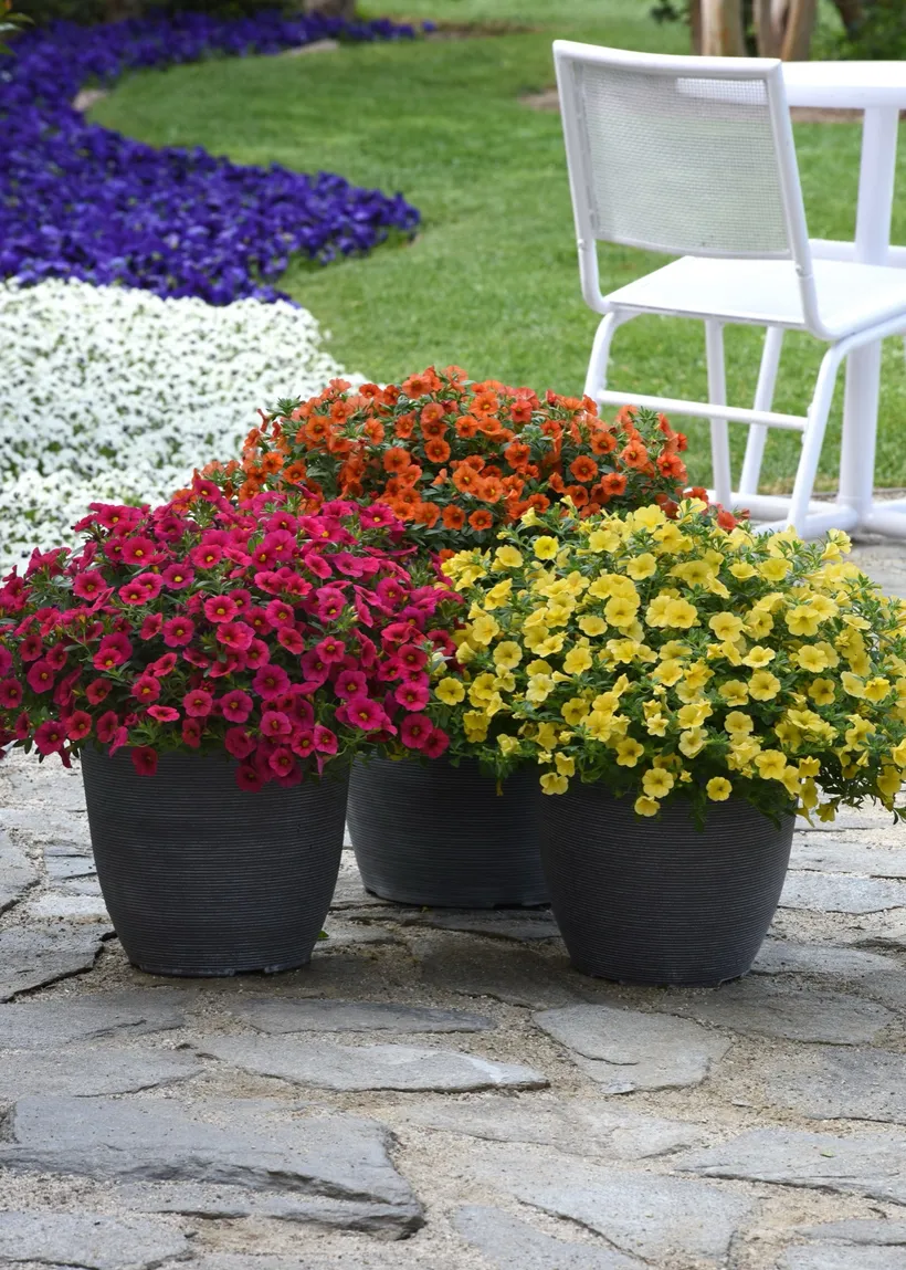 Calibrachoa F1 MP — imagen 2